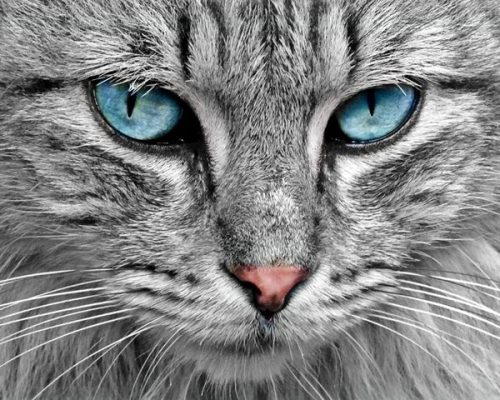 gatto